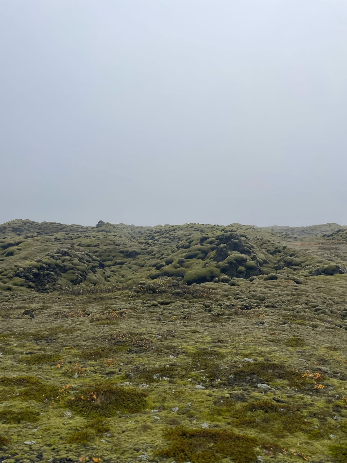 Rolling fields of thick green moss near Katla Geopark