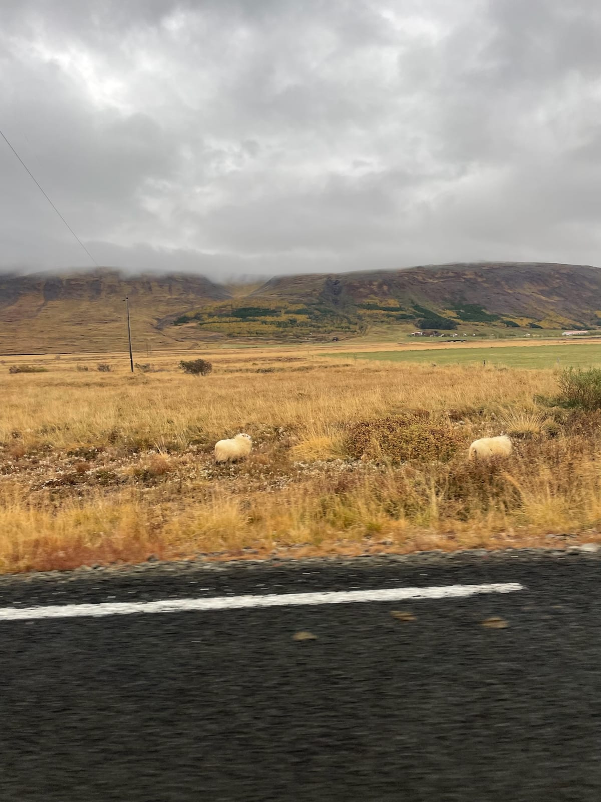 Free-roaming Icelandic sheep out on the open land
