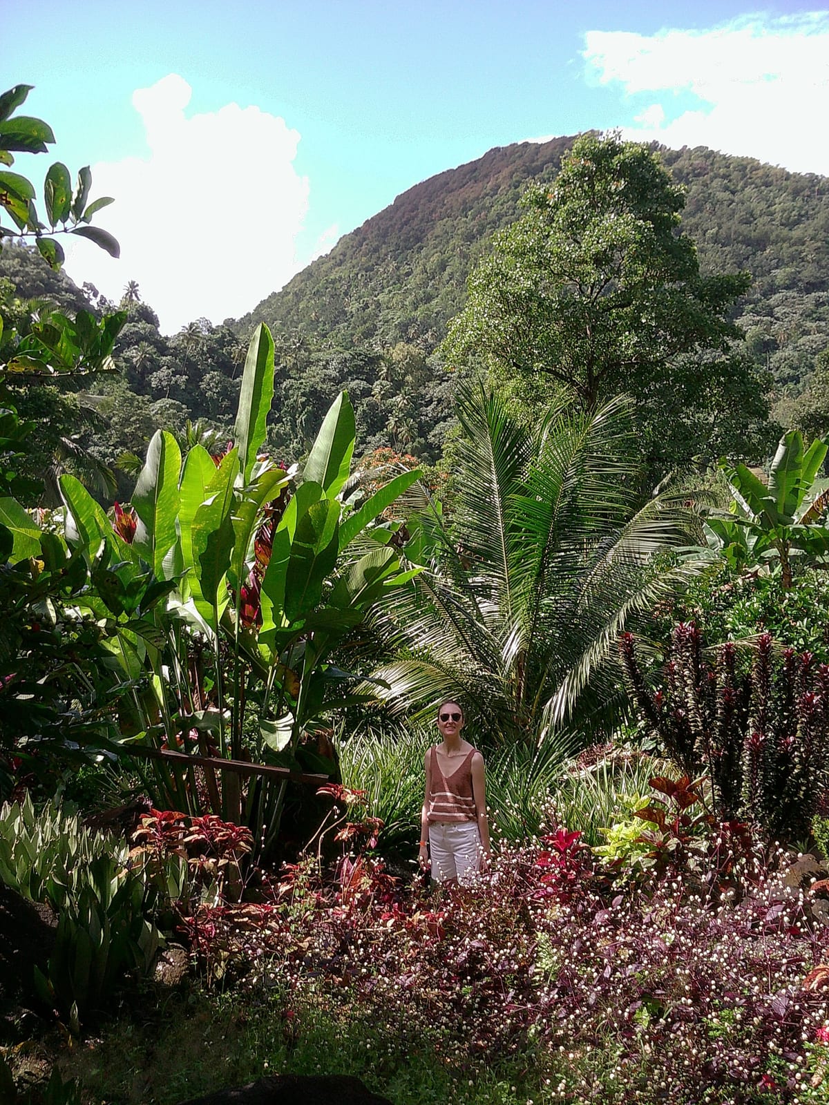 The lush green gardens of the cacao estate below the mountain, where the picnic is set up