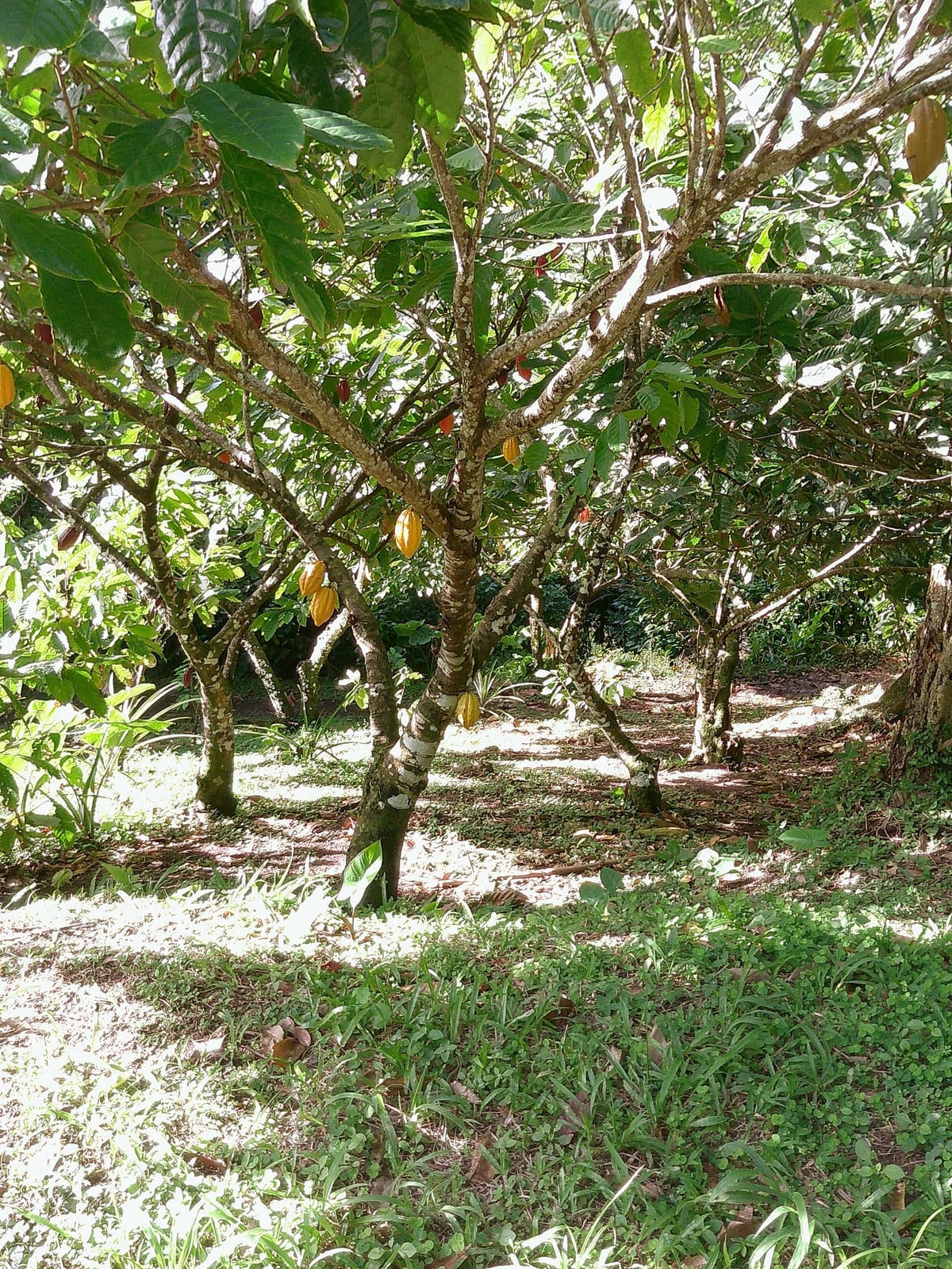 Cacao pods ripening on the tree