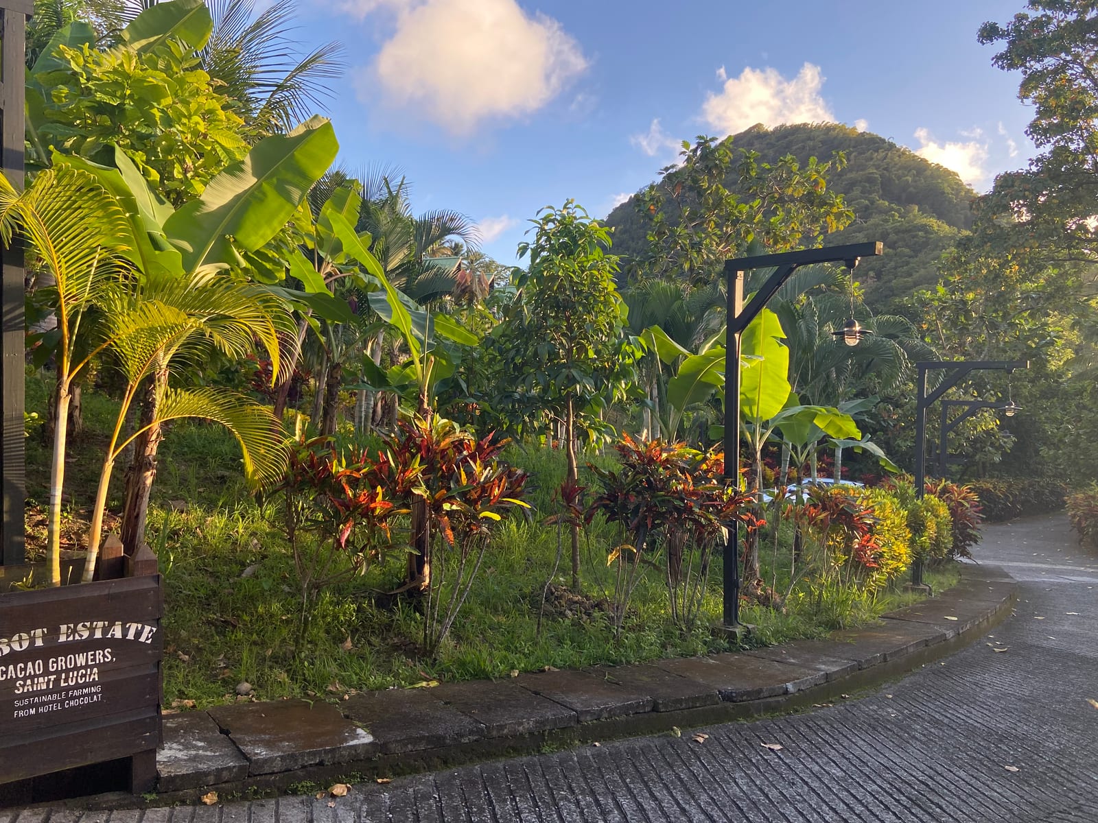 The Rabot Estate cacao grounds along the road, with a Piton behind